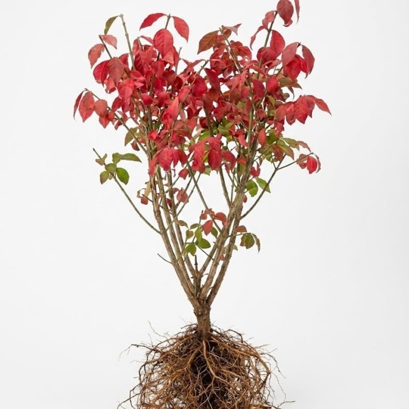 2 Burning Bush Shrub Live Plants | 8-12 Inch Bare Root Rooted Cuttings | Vibrant Red Fall Foliage | Deciduous Ornamental Shrub for Backyard and Landscape
