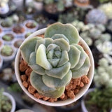 2 Live Succulent Plant Lovely Rose Succulent, 4" Potted Plant, Easy Care Greenery, Rose-Like Foliage for Home Decor and DIY Projects