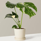 Monstera Thai Constellation Live Plant 4 Inch Tall | Variegated Monstera Plant Live | Tropical Indoor Houseplant for Shelf, Desk or Living Space