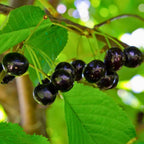 2 Live Black Cherry Tree for Planting 2–3 Ft Tall | Sweet Cherry Plant Live for Outdoor Garden Planting, Backyard Use & Landscape Design