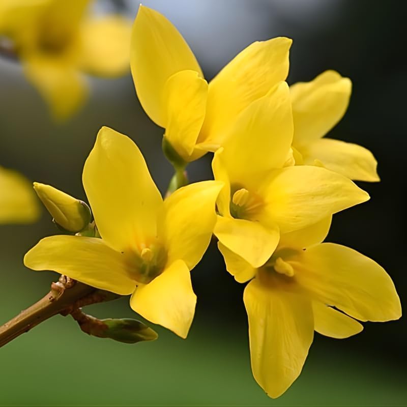 2 Forsythia Live Plants | Forsythia Bush Shrubs for Outdoor Planting | 1–2 Feet Tall Well-Established Plants | Ideal for Hedges, Borders, and Landscape Use