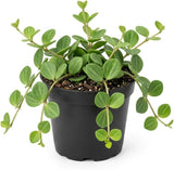 Peperomia Hope Live Plant, 4'' Inch Pot, Easy-Care Peperomia Live Indoor Houseplant, Attractive Trailing Houseplant for Home & Office Décor