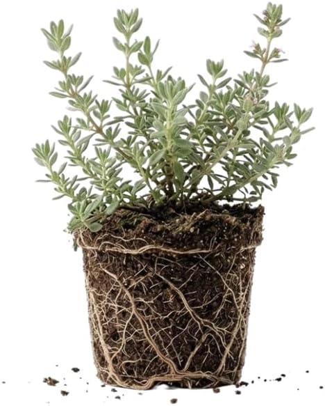 Thyme Plant, French Thyme Herb,4" Tall, Aromatic Culinary Herb, Well-Rooted, Drought Tolerant & Cold-Hardy Edible Plant
