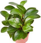 3 Peperomia Plant, Peperomia Clusiifolia Red Margin Live in 2 Inch Pot, Small Indoor Plant for Tabletop Decor, Gifting and Minimalist Spaces