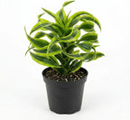 Dracaena Tornado Live Plant, 4 Inch Pot, Sturdy Low Maintenance Indoor Plant with Twisted Curly Leaves for Home & Office Desk Decor