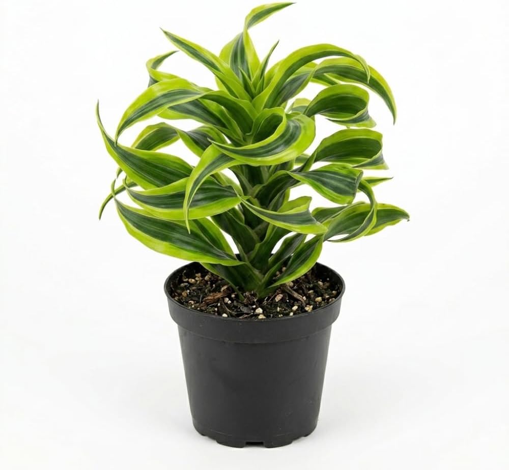 Dracaena Tornado Live Plant, 4 Inch Pot, Sturdy Low Maintenance Indoor Plant with Twisted Curly Leaves for Home & Office Desk Decor