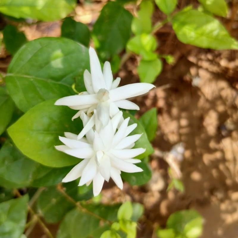 Belle of India Jasmine Live for Planting | Jasmin Plant Live in 4 Inch Pot | Fragrant Live Jasmine Plant Indoor |Suitable for Home & Office Décor | White-Blooming Potted Plant for Shelves, Desks