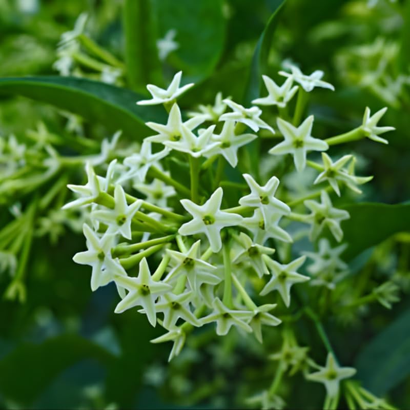 Night Blooming Jasmine Plant Live - 8 Inch Tall, Fragrant Night Blooming Plant, Live Jasmine Plant for Indoor Spaces, Robust Well-Rooted Starter Plant