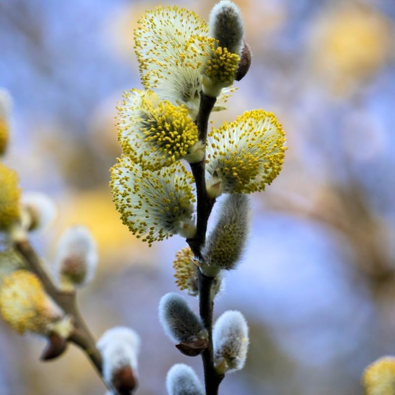 French Pussy Willow Live Plant, 12-24 Inch Tall, Pussy Willow Tree for Outdoor Planting, Ideal for Landscape Use and Seasonal Interest