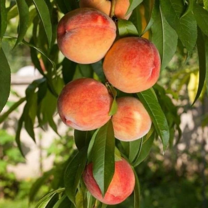 (No Ship to CA,HI,AK) Flordaking Peach Tree Live Plant in 3 Gallon Pot, High Yield, Fast Growing, Sweet Juicy Peach Fruit Tree for Garden, Patio & Outdoor Planting