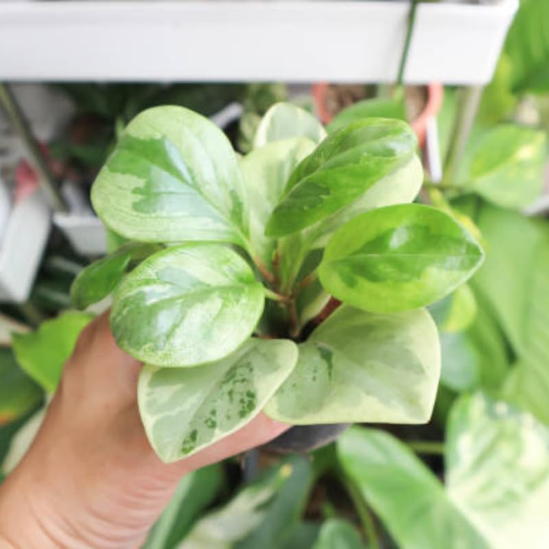 Hoya Plant, Rare Hoya Australis Lisa, 4 Inch Pot, Easy Care Climbing Vine, Green Wax Foliage for Shelves and Hanging Pots