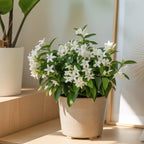 Confederate Jasmine Plant Live, 8 Inch Tall, Live Evergreen Vine with Intensely Scented White Blooms