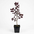 Purple Smoke Tree - Cotinus Coggygria, 4 Inch Pot - 12-18 Inch Tall, Low Maintenance Shrub with Smoky Pink Blooms