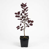 Purple Smoke Tree - Cotinus Coggygria, 4 Inch Pot - 12-18 Inch Tall, Low Maintenance Shrub with Smoky Pink Blooms