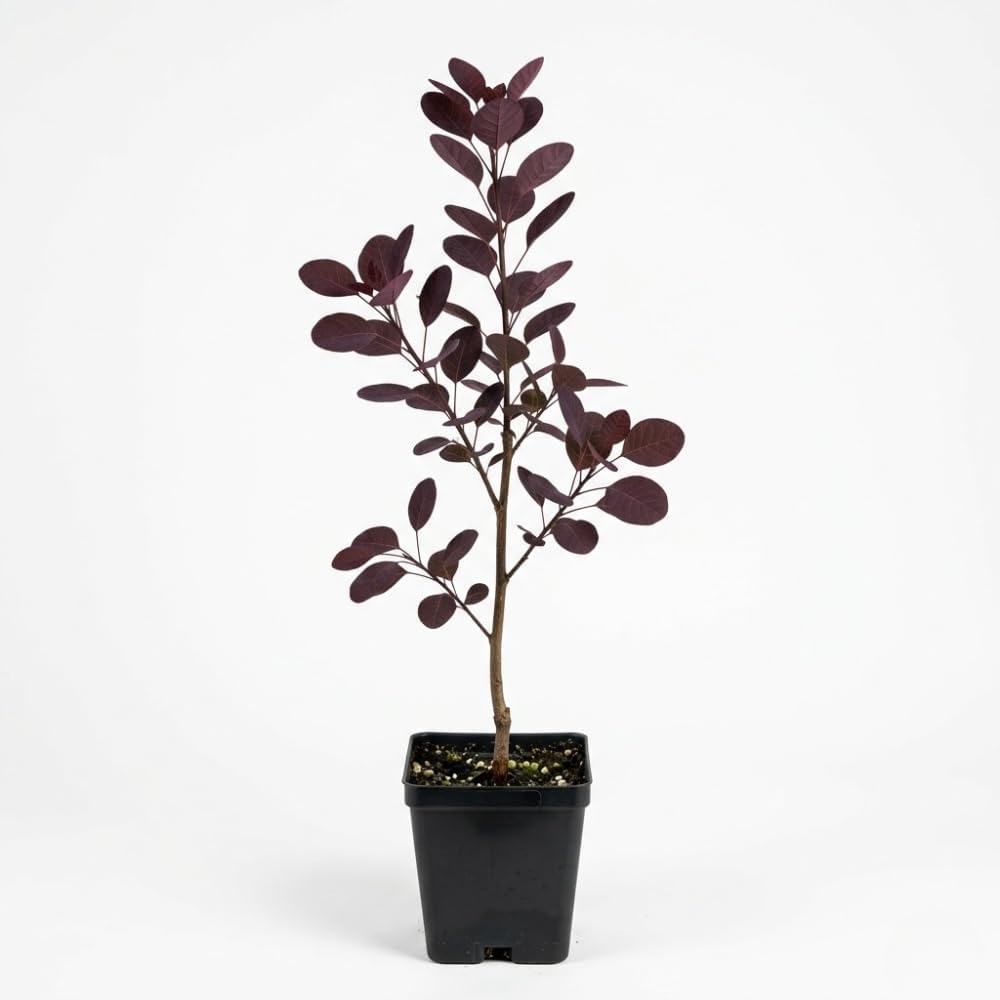 Purple Smoke Tree - Cotinus Coggygria, 4 Inch Pot - 12-18 Inch Tall, Low Maintenance Shrub with Smoky Pink Blooms