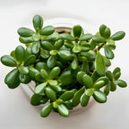 Succulents Plants Live Jade Plant Crassula Ovata, Jade Plant Live in 2 Inch PotLow Maintance, Perfect for Indoor Accent Décor, Minimalist Spaces & Gift Giving