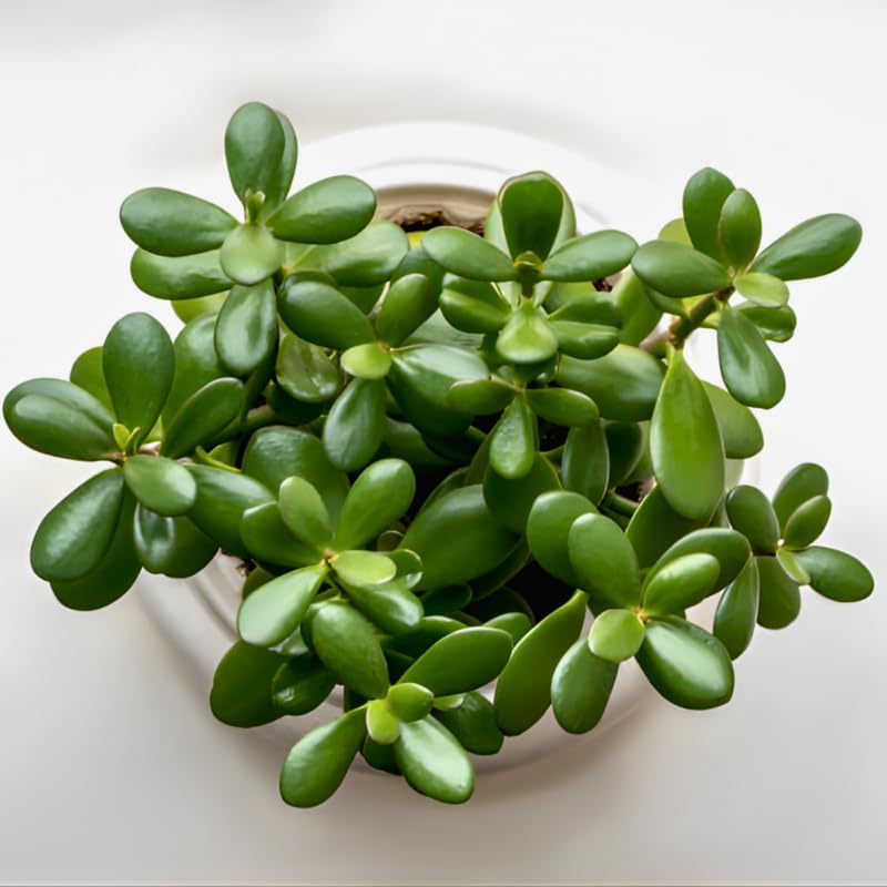 Succulents Plants Live Jade Plant Crassula Ovata, Jade Plant Live in 2 Inch PotLow Maintance, Perfect for Indoor Accent Décor, Minimalist Spaces & Gift Giving