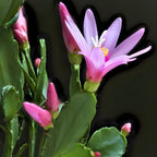 Light Pink Easter Cactus Live Plant 3 Inch Tall – Flowering Indoor Holiday Cactus with Soft Pink Blooms, Easy Care Easter Cactus Plants Live for Home, Office or Gift