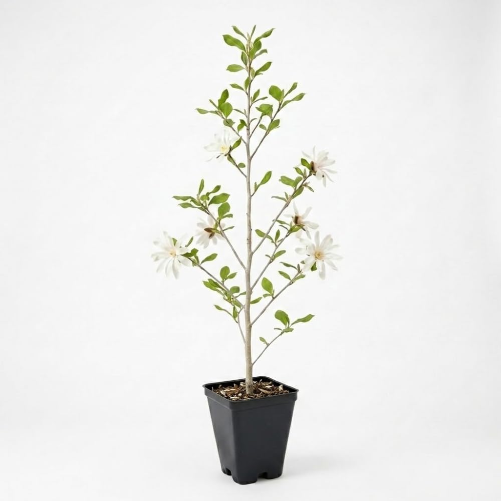 Ann Magnolia Tree Live, 12-18 Inch Tall in 2.5 Inch Pot, Low Maintenance Fragrant Multi-Petal Flowering Shrub for Small Yards and Focal Points