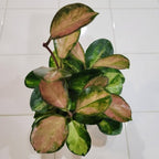 Hoya Australis Lisa Live Plant, 4 Inch Pot Size, Potted Indoor Vine, Low Maintenance Climbing Plant for Bright Indirect Light