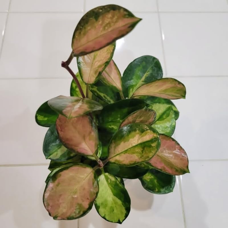 Hoya Australis Lisa Live Plant, 4 Inch Pot Size, Potted Indoor Vine, Low Maintenance Climbing Plant for Bright Indirect Light