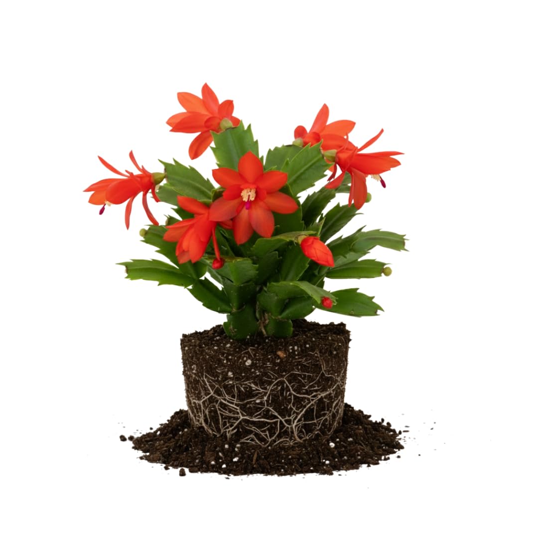 Purple Christmas Cactus Plant Live | 3 to 4 Inch Tall Indoor Decorative Plant for Home & Office | Live Christmas Cactus Plants Houseplants | Christmas Hanging Baskets for Outdoors