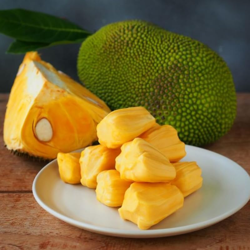(No Ship to CA,HI,AK) Jackfruit Tree Plant, 3 Feet Size, 3 Gallon Pot, Well-Rooted Tropical Tree, Low Maintenance Fruit Plant for Sunny Outdoor Spots