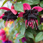 2 Fuchsia Plants Live, Gold and Red Foliage, 6-12 Inch Tall, Autumnale Variety, Trailing Flowering Plant, Ideal for Hanging Baskets
