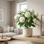 (No Ship to CA,HI,AK) Duke Jasmine Live Plant in 2 Gallon Pot, Vigorous Fragrant Flowering Shrub with Double White Blooms, Sturdy Low Maintenance Plant for Patios & Home Landscapes