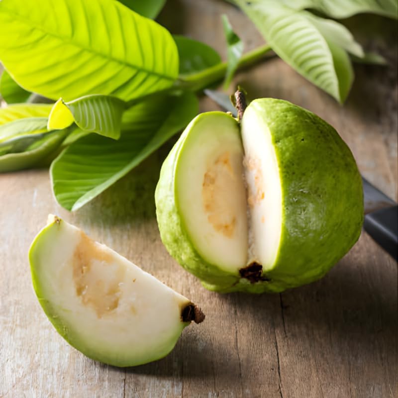(No Ship to CA,HI,AK) Guava Tree Live Plant - Thai White Guava, 2-3 Feet Size, 3 Gallon Pot, Well-Rooted Tropical Tree, Low Maintenance Fruit Trees for Outdoor Planting