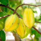 (No Ship to CA,HI,AK) Sweet Starfruit Live Plant, 3 Gallon Pot, Potted Tropical Fruit Tree Starter for Backyard and Large Containers