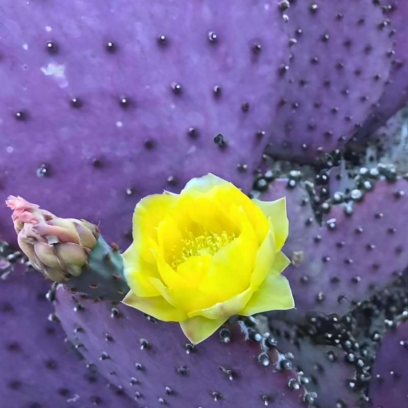 Opuntia Santa Rita Purple Prickly Pear Cactus Live Plant | Live Purple Cactus in 3 Inch Pot | Drought-Tolerant Desert Cactus for Indoor & Outdoor Use, Landscaping, Rock Gardens & Container Planting