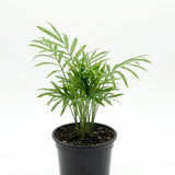 Parlor Palm, 2 Inch Pot Size, Potted Indoor Plant, Low Maintenance Tabletop Palm for Bright Indirect Light