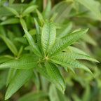 Lemon Verbena Live Plant, 4-Inch Tall Edible Herb, Non-GMO, Fast-Growing, Lemon Verbena Plant for Garden Beds or Containers