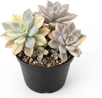 Live Succulent Plant, Variegated Ghost in 4 Inch Pot, Vigorous Graptopetalum Paraguayense Plant, Sturdy Low Maintenance Pet-Friendly Decor for Desks & Windowsills