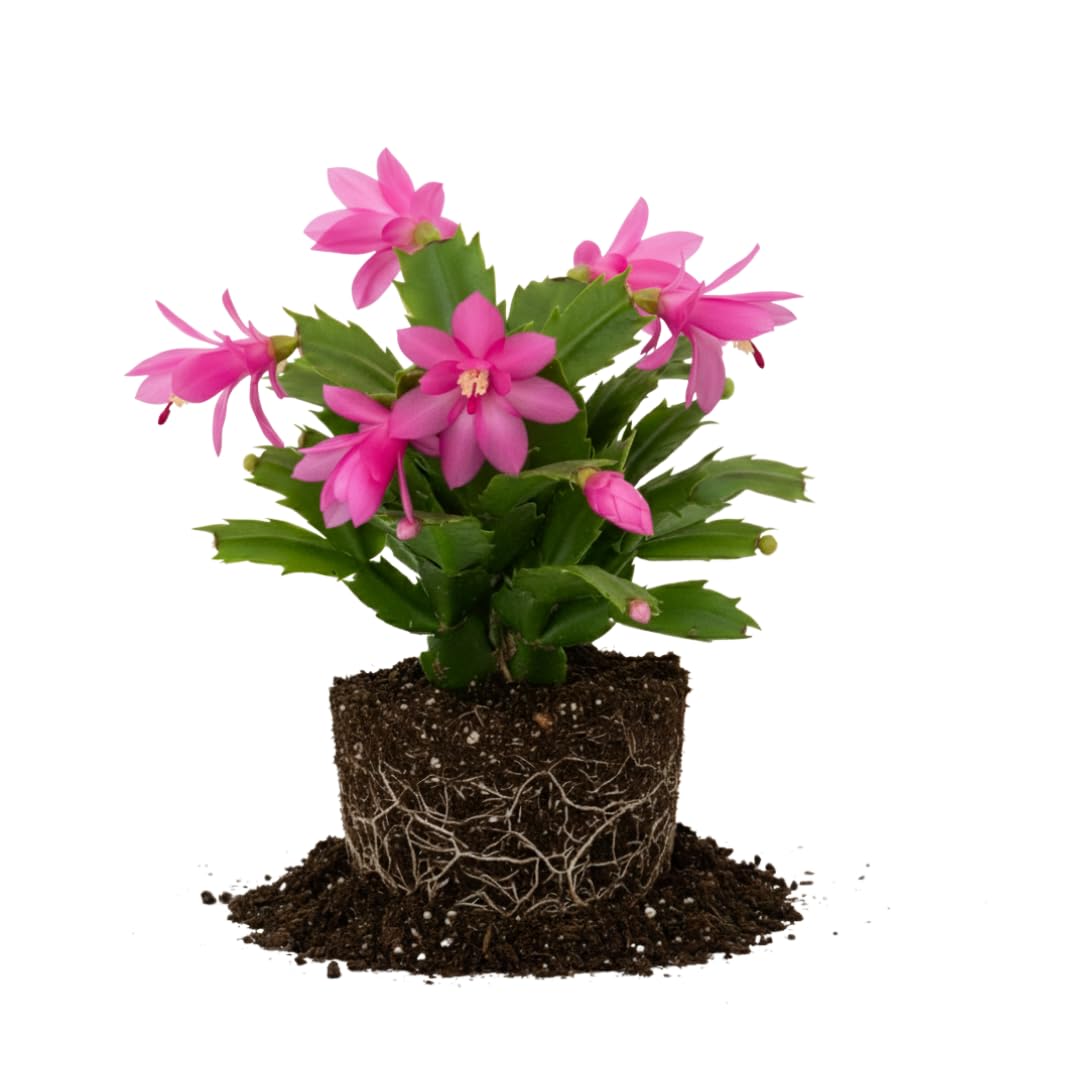 Yellow Christmas Cactus Plant Live| 4 to 7 Inch Tall Potted Indoor Decorative Plant for Home & Office | Live Christmas Cactus Plants Houseplants | Christmas Hanging Baskets for Outdoors