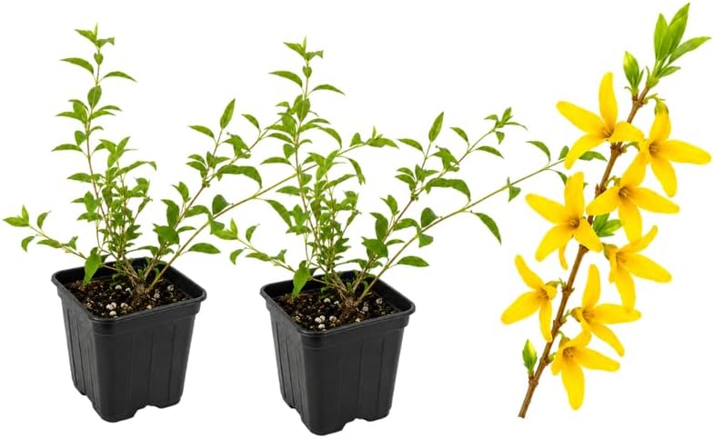 2 Weeping Forsythia Plant Live in Small Pot, Easy Care Forsythia Bush, Perennial Flowers with Vibrant Yellow Blooms, Ideal for Outdoor Spaces