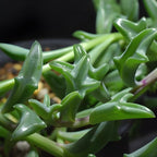 String of Dolphins Plant 4'' Inch Pot | Live Trailing Succulent Houseplant | String of Dolphins Plant Live for Shelves, Pots & Hanging Planters