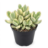 Variegated Bear Paw Succulent Plant Live, 2" Cotyledon Tomentosa Potted, Vigorous Houseplant, Easy to Care Drought Tolerant Decor