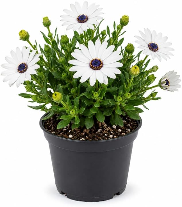 White African Daisy Live Plant in 3" Pot, White Osteospermum Blooming Potted Flower, Easy Care Plant for Garden, Balcony and Patio Decor
