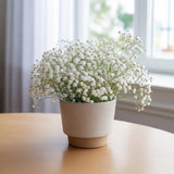 White Baby's Breath Plant, 3-4 Inch Bare Root Size, Low Maintenance Flowering Perennial for Sunny Landscapes