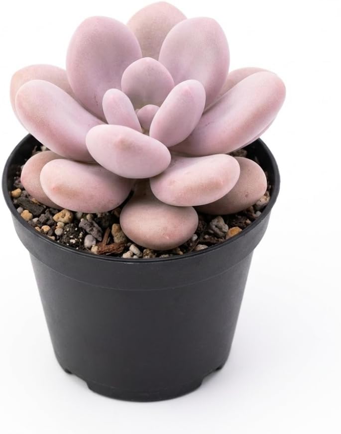 Succulent Plant Live, Pink Moonstone Succulent, 2" Potted Pachyphytum Oviferum, High-Vigor Low Maintenance Houseplant