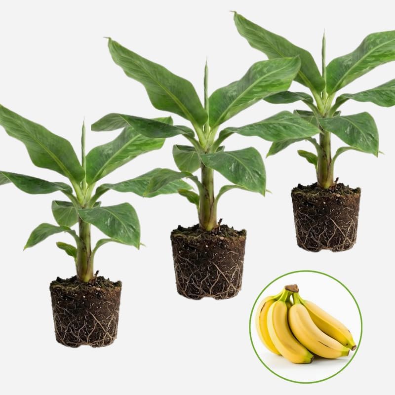 3 Dwarf Banana Tree Live Plant, Grand Nain Banana Plant Live 12–24 Inch Tall, Compact Tropical Plant for Outdoor Growing, Containers and Patios
