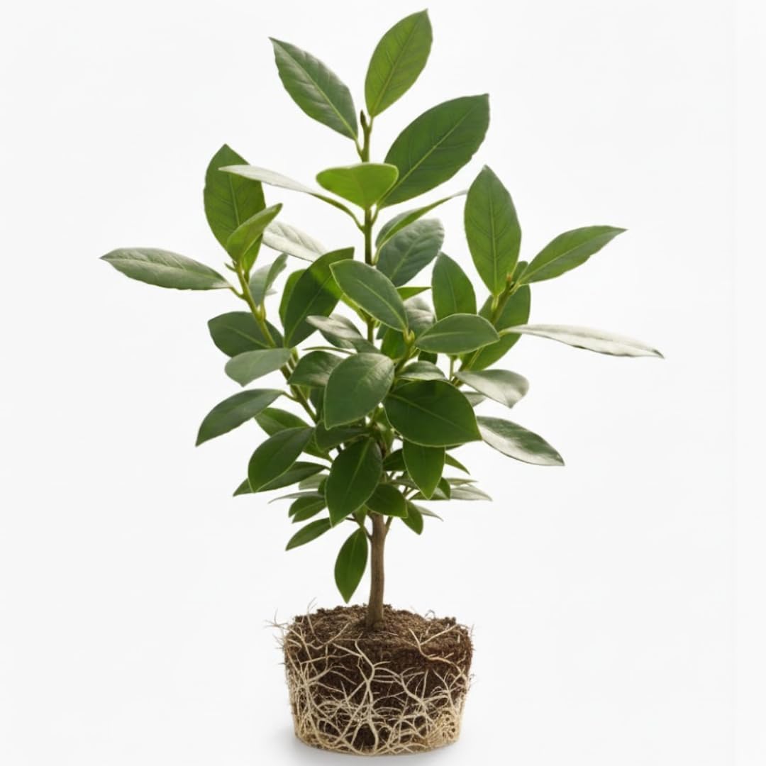 Bay Laurel Tree Live for Planting in 4-6 Inch Tall | Aromatic Bay Leaf Plant Live Herb | Live Bay Leaf Tree for Cooking | Ideal for Home Garden & Cooking Décor
