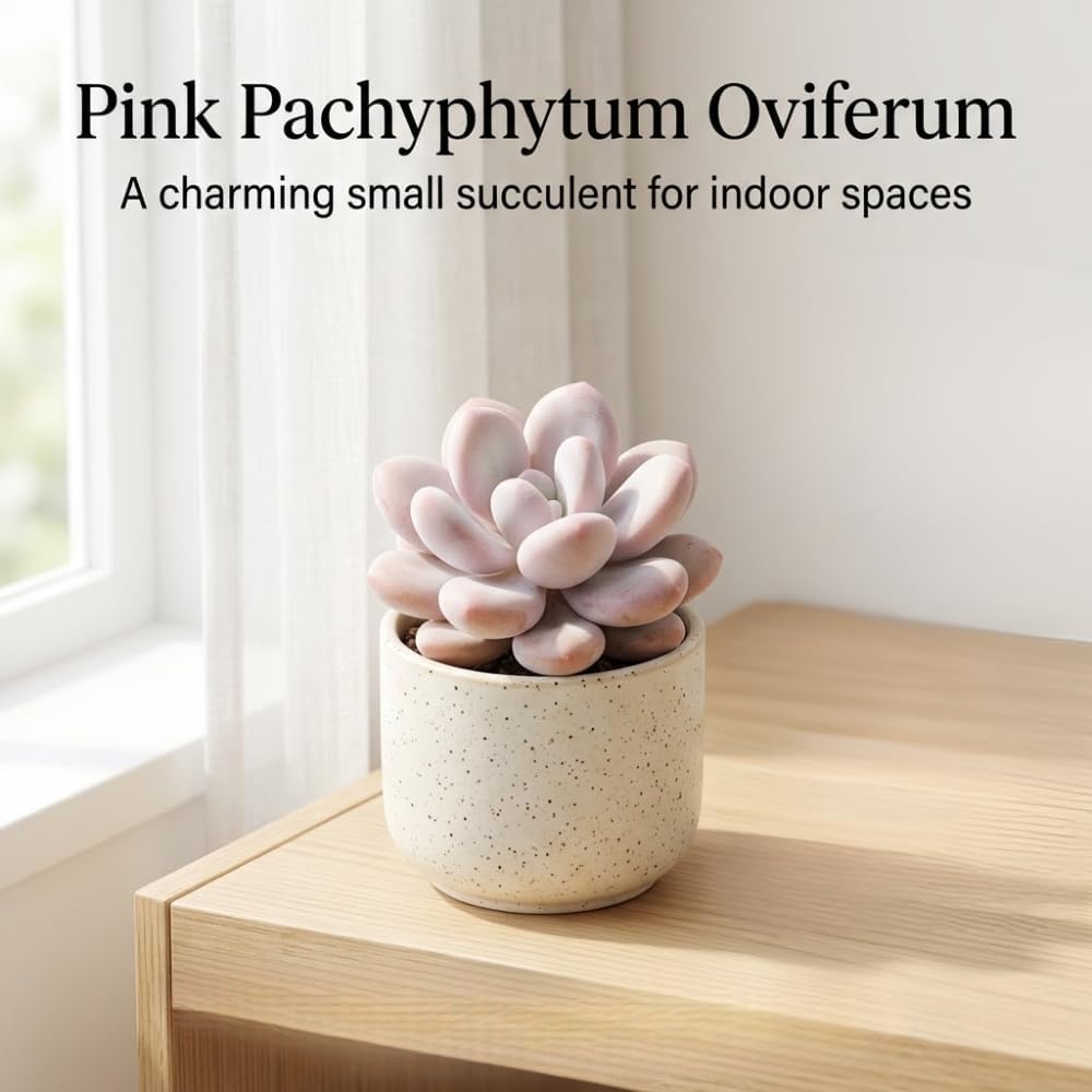 Pink Moonstone Succulent, 2 Inch Pot, Vigorous Pachyphytum Oviferum with Chubby Pastel Pink Leaves, Sturdy Low Maintenance Plant for Indoor Desks & Bright Windowsills