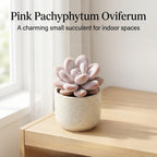 Pink Moonstone Succulent, 2 Inch Pot, Vigorous Pachyphytum Oviferum with Chubby Pastel Pink Leaves, Sturdy Low Maintenance Plant for Indoor Desks & Bright Windowsills