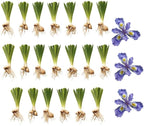 20 Wild Crested Iris Plants Live Roots, Low Maintenance Purple Iris Cristata, Blooming Perennial for Woodland Gardens & Borders, Not Bulbs