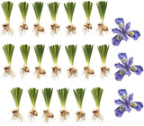 20 Wild Crested Iris Plants Live Roots, Low Maintenance Purple Iris Cristata, Blooming Perennial for Woodland Gardens & Borders, Not Bulbs
