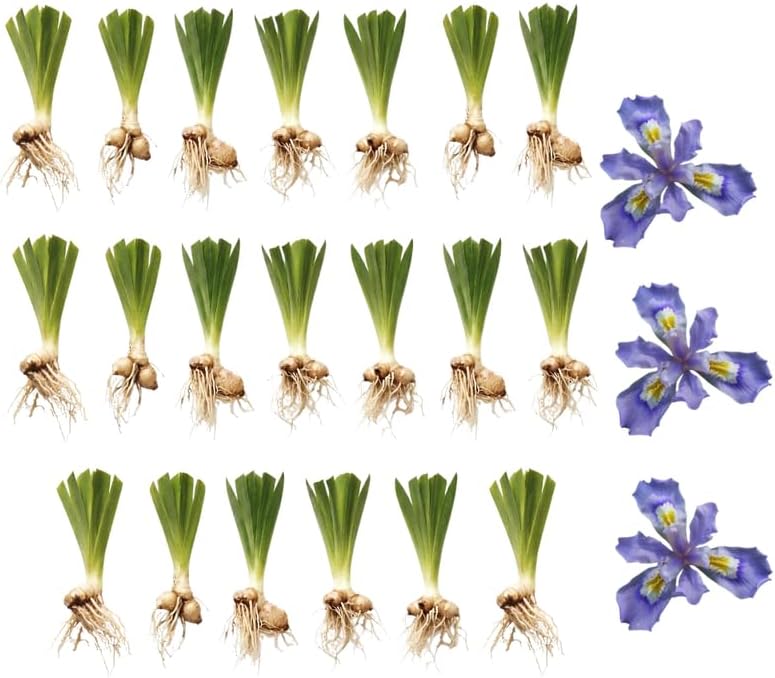 20 Wild Crested Iris Plants Live Roots, Low Maintenance Purple Iris Cristata, Blooming Perennial for Woodland Gardens & Borders, Not Bulbs