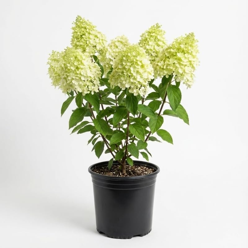 Limelight Hydrangea Live Plant in Quart Pot | Established Paniculata Flowering Shrub | Ready to Plant Deciduous Shrub for Backyard and Patio